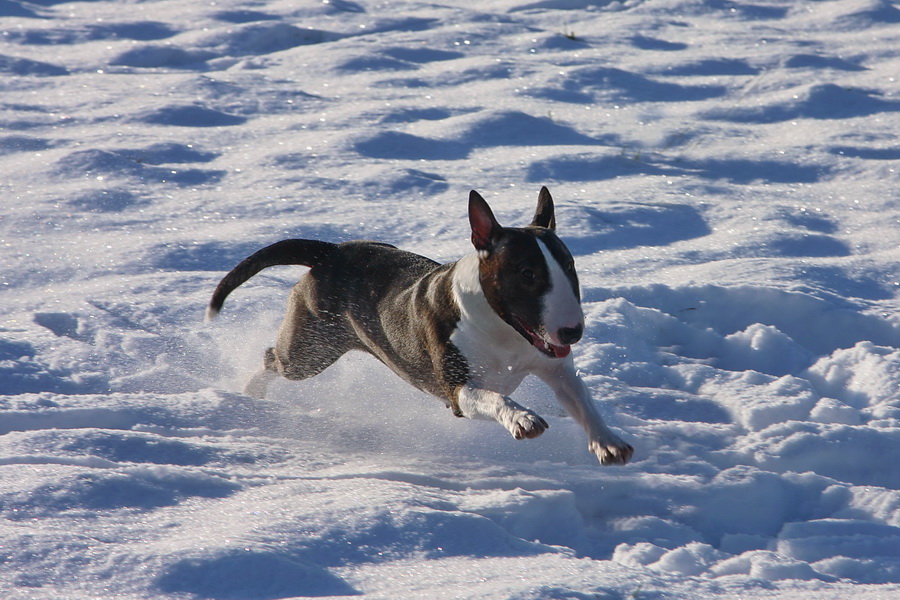Miniatur Bullterrier aus Wuppertal NRW "of Slanting Shore" Unsere